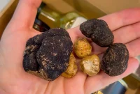Fresh Truffle Buying Guide: What to Know Before You Buy