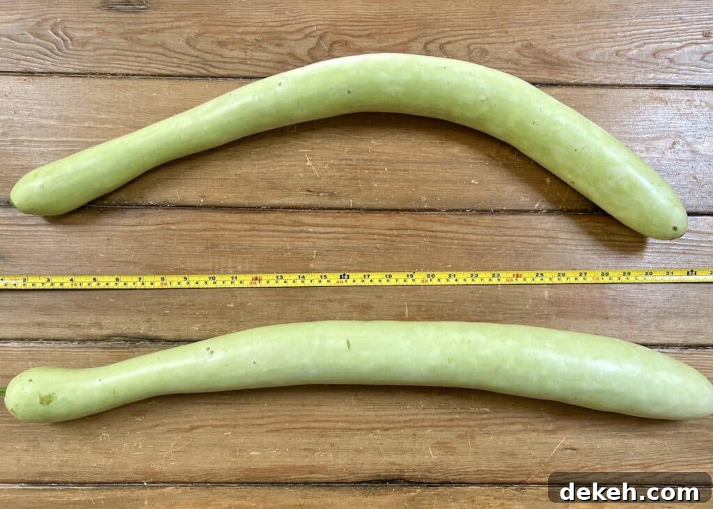 Two large cucuzza squash on a wood cutting board with a measuring tape.