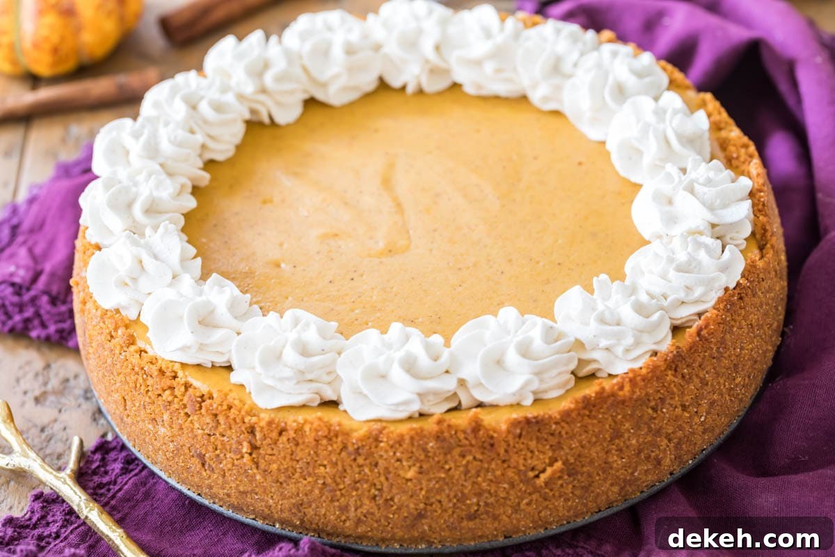 Whole pumpkin cheesecake topped with a whipped cream border.