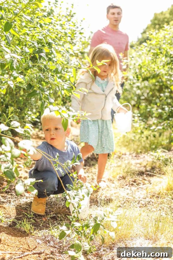 a boy, girl and their dad walking through blueberry farm