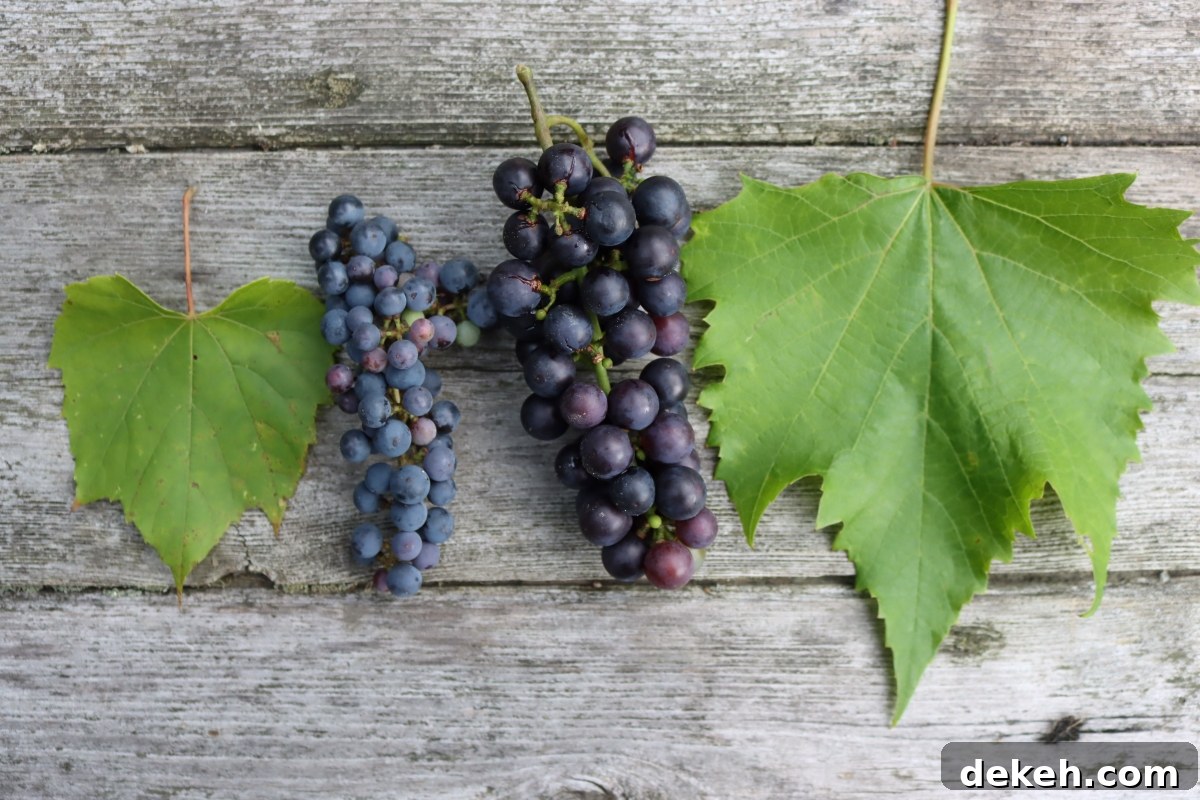 Wild Grape and Cultivated Grapes Differences