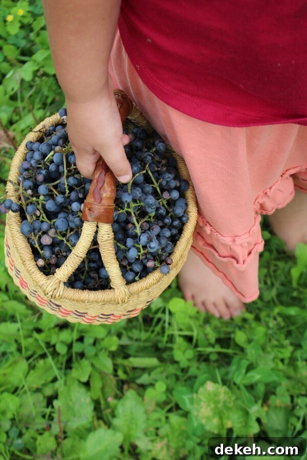 foraging wild grapes