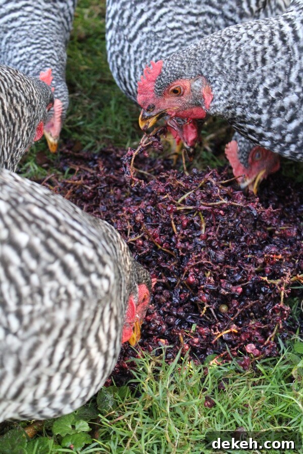 Chickens eating wild grape pomace