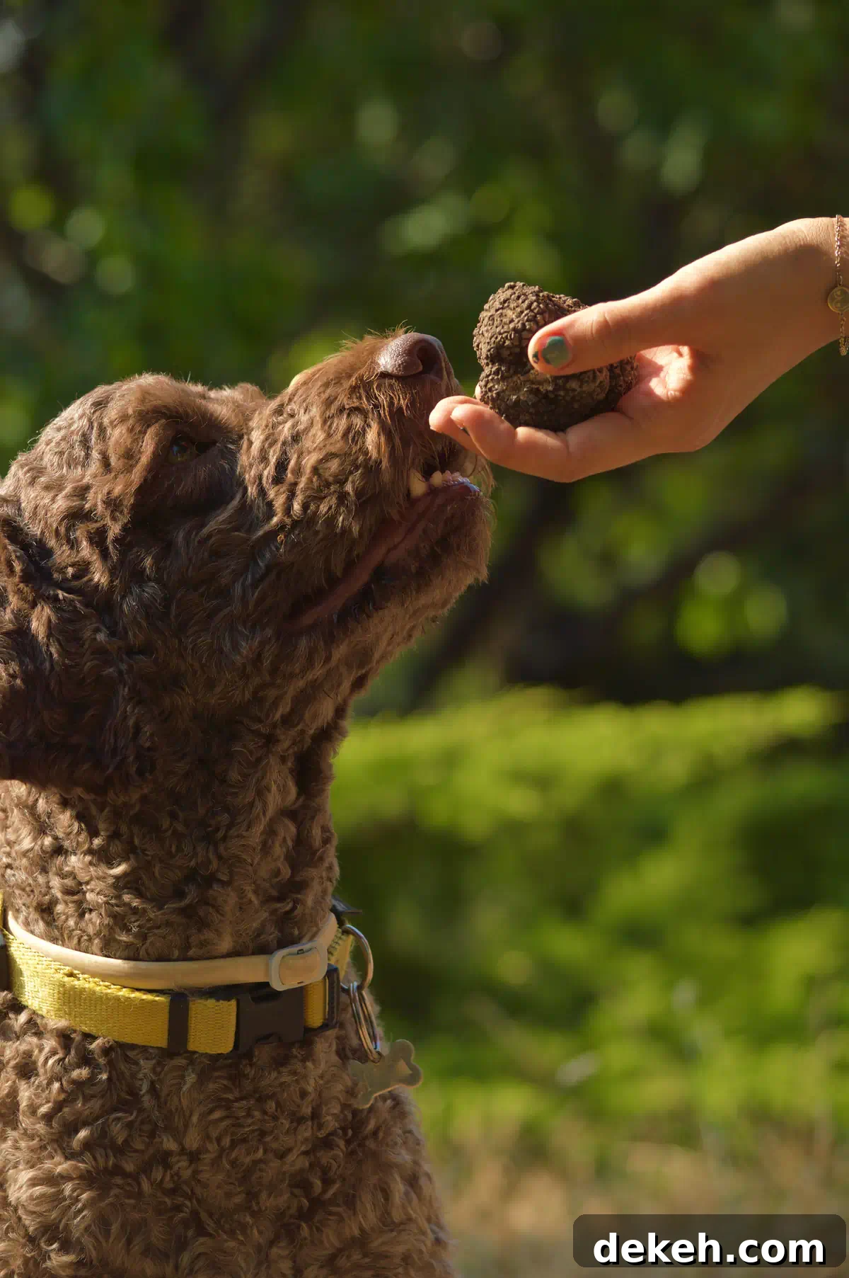 A Lagotto Romagnolo dog digging for fresh truffles in a forest, demonstrating the professional standard for harvesting.