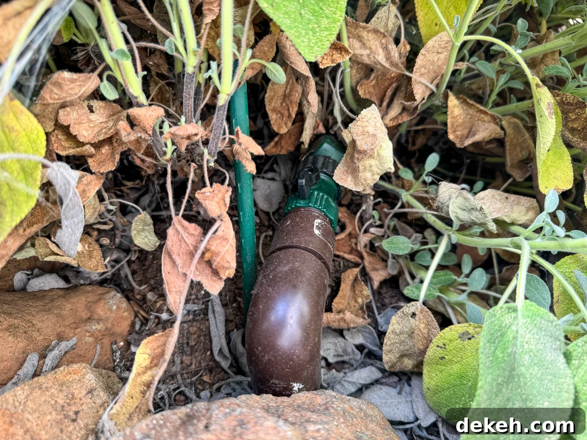Visible hose connection under sage plant