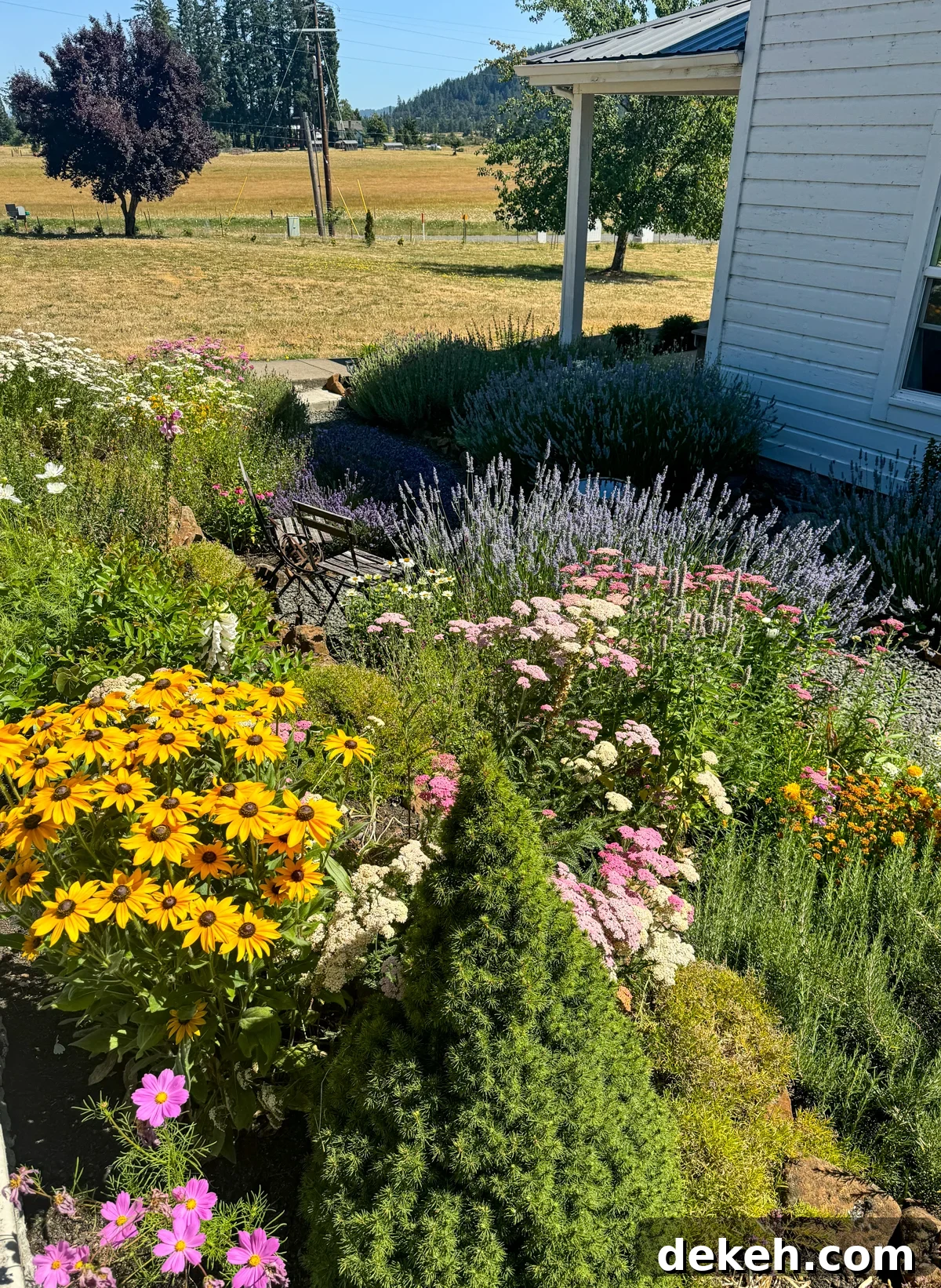 blooming black eye susan, pink yarrow, white feverfew, lavender, and evergreens in sunken flower and herb garden.