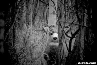 Is Hunting for Game Cheaper Than Buying Meat?