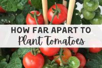 Tomato Plant Spacing: How Far Apart to Plant for a Bigger Harvest