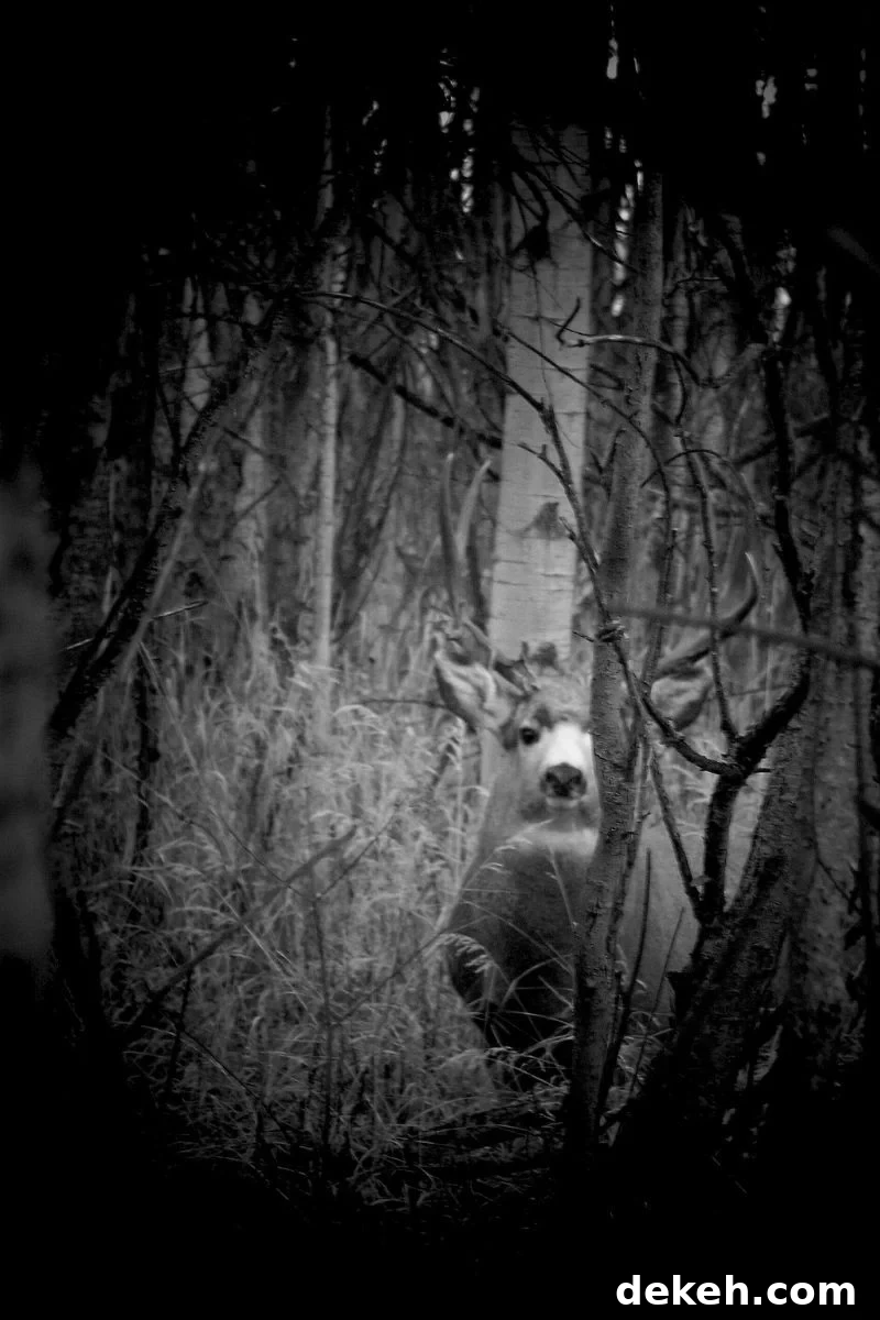 Is Hunting for Game Cheaper Than Buying Meat? 2 A big mule deer buck gazing head on through the trees