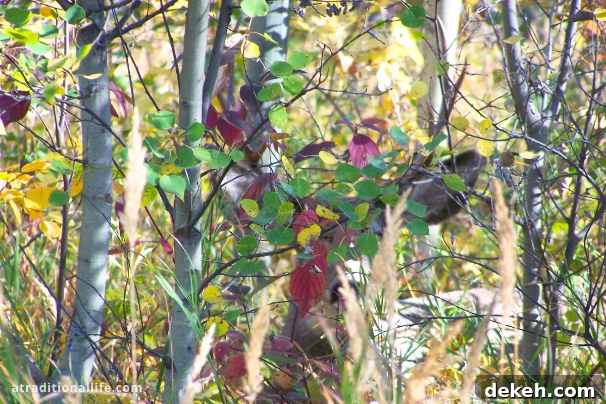 Is Hunting for Game Cheaper Than Buying Meat? 4 a young buck with face hidden behind a bush and antlers poking out the top of branches
