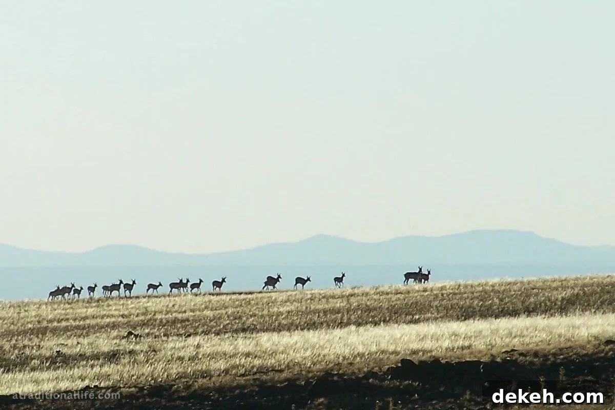 Is Hunting for Game Cheaper Than Buying Meat? 6 A herd of antelope moving across an open plain.