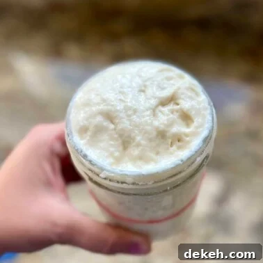 Fully risen sourdough starter in a jar showing peak activity and bubbles.