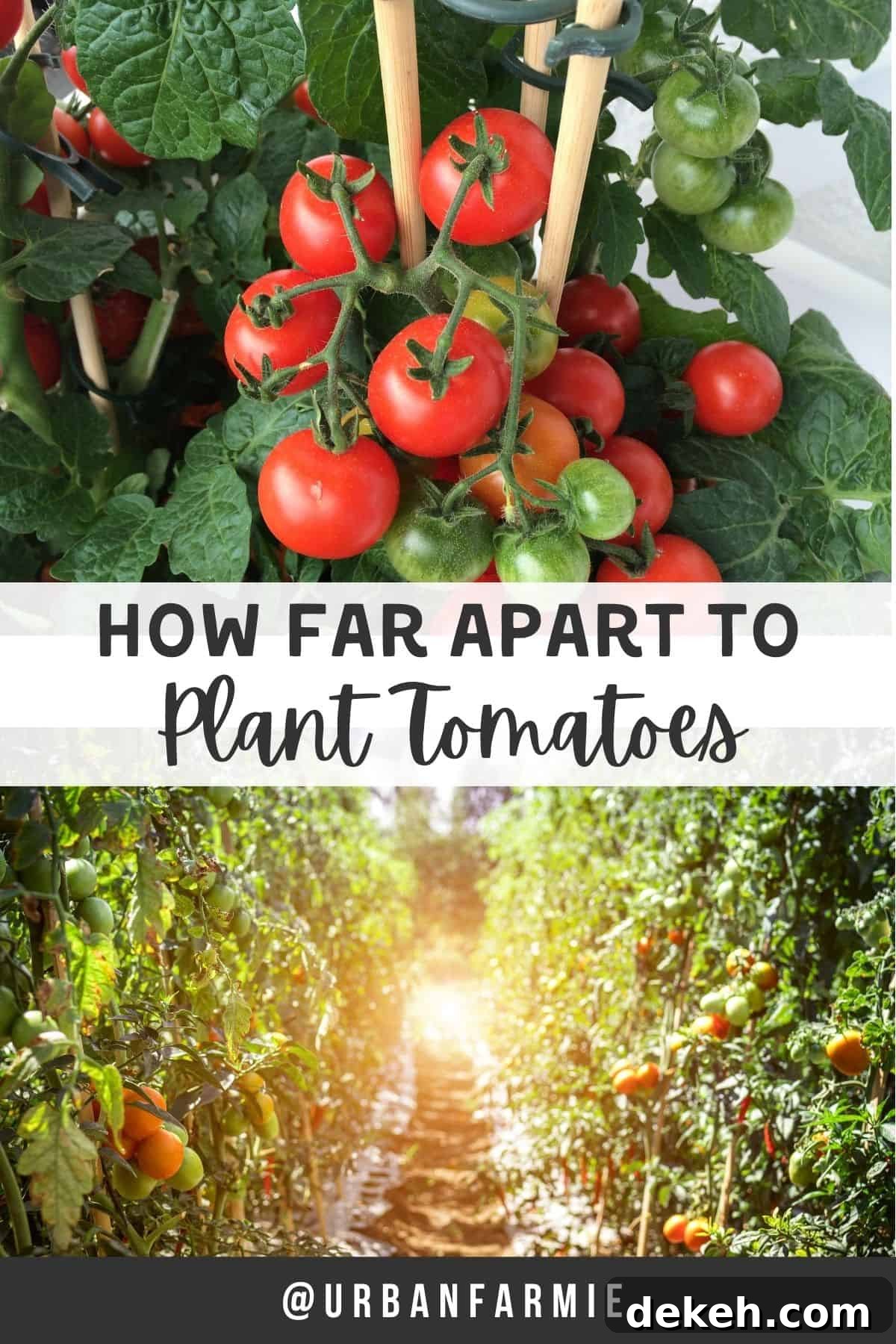 Tomato Plant Spacing: How Far Apart to Plant for a Bigger Harvest 2 Two panel collage, with a picture of tomatoes on the vine on top and a view of tomato plants at the bottom with text in between.