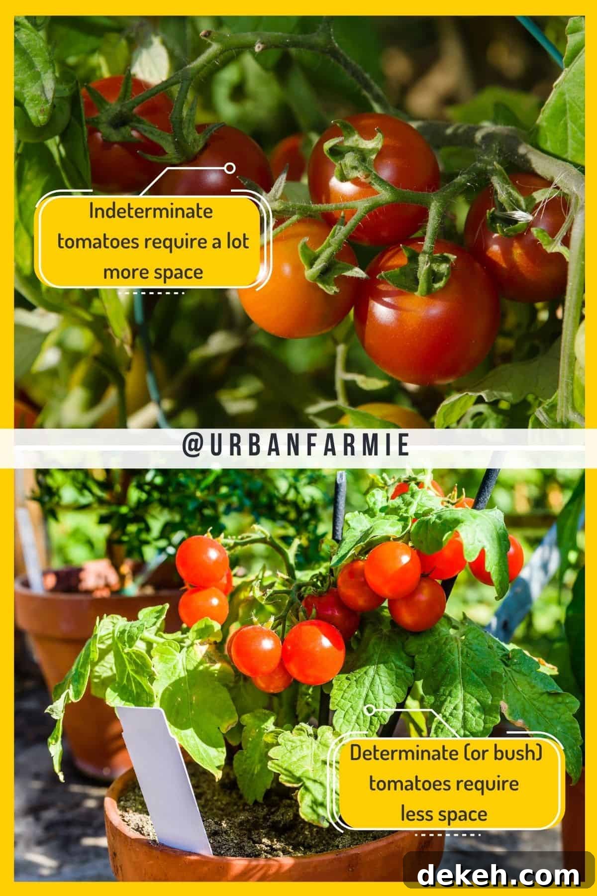 Tomato Plant Spacing: How Far Apart to Plant for a Bigger Harvest 4 Two panel collage showing determinate and indeterminate tomatoes with callout boxes.