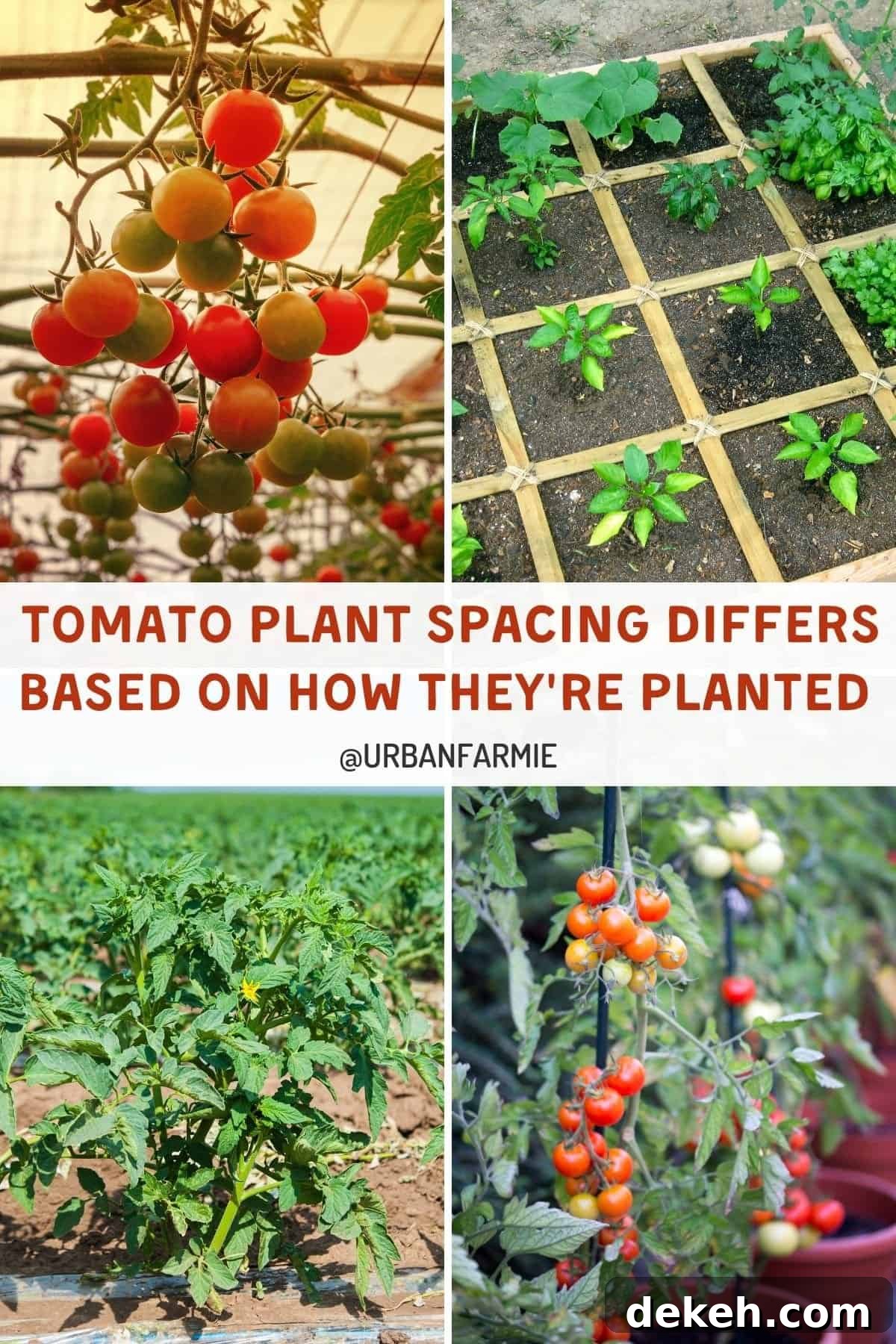 Tomato Plant Spacing: How Far Apart to Plant for a Bigger Harvest 5 Clockwise from top left: hanging planter, square foot garden, row garden, and container garden tomatoes.