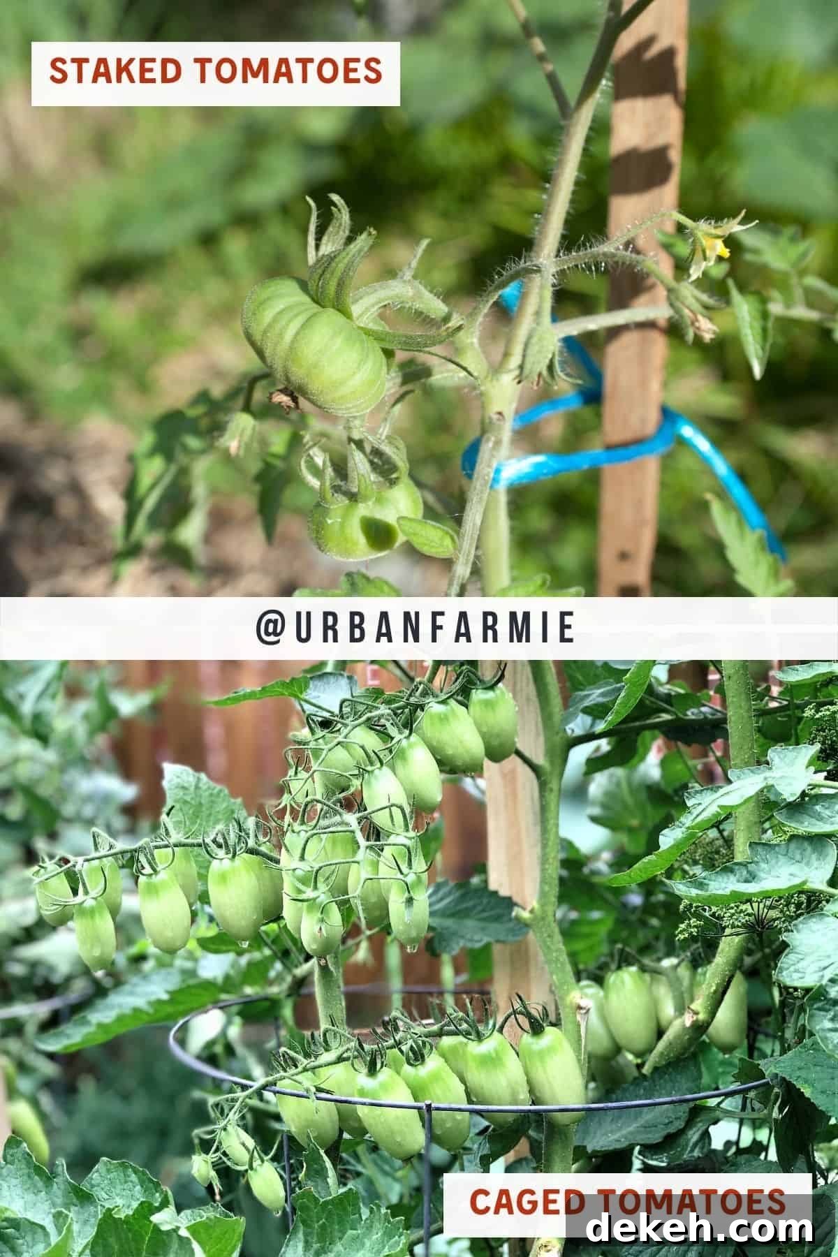 Tomato Plant Spacing: How Far Apart to Plant for a Bigger Harvest 6 Two panel collage showing staked tomatoes on top and caged tomatoes at the bottom, with callout boxes for both.