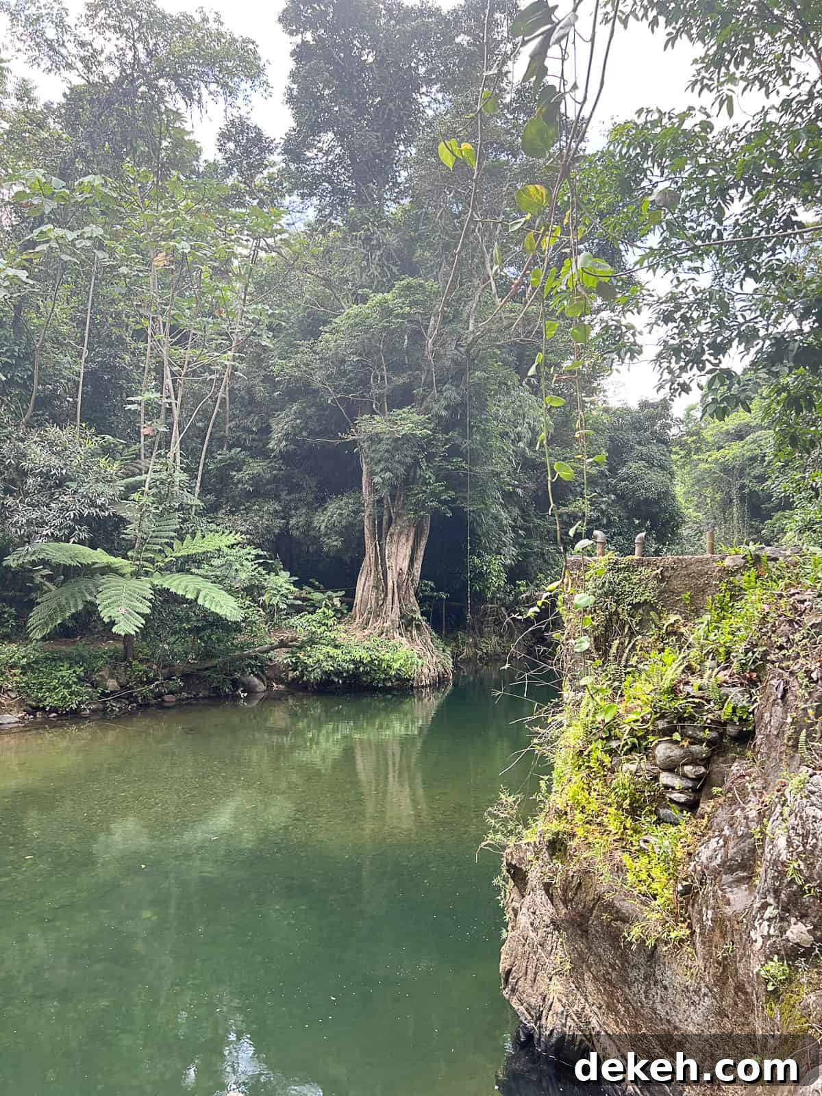 El Yunque Rainforest Day Tour from San Juan 4 Hanging Vines Rope Swing In El Yunque Puerto Rico Rainforest