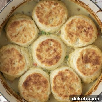 Chicken biscuit pot pie in Dutch oven.